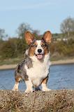 CORGI CARDIGAN 261